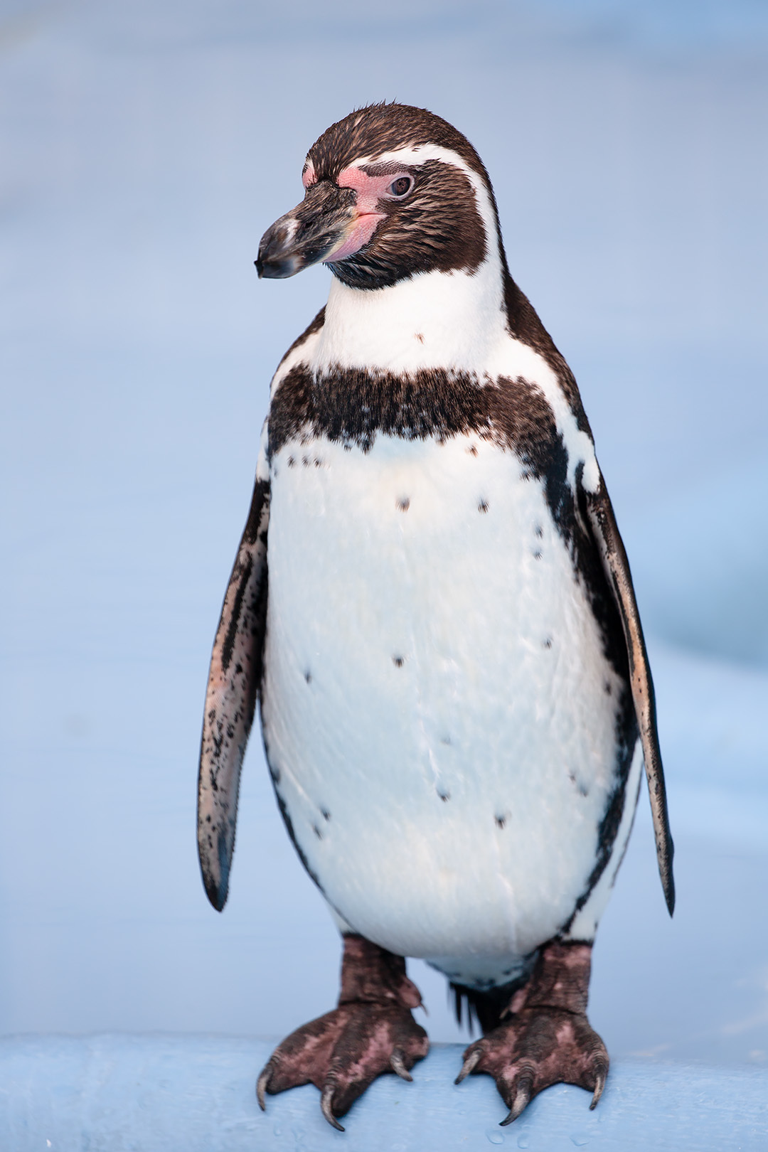 王子動物園 その３_a0003166_21434831.jpg