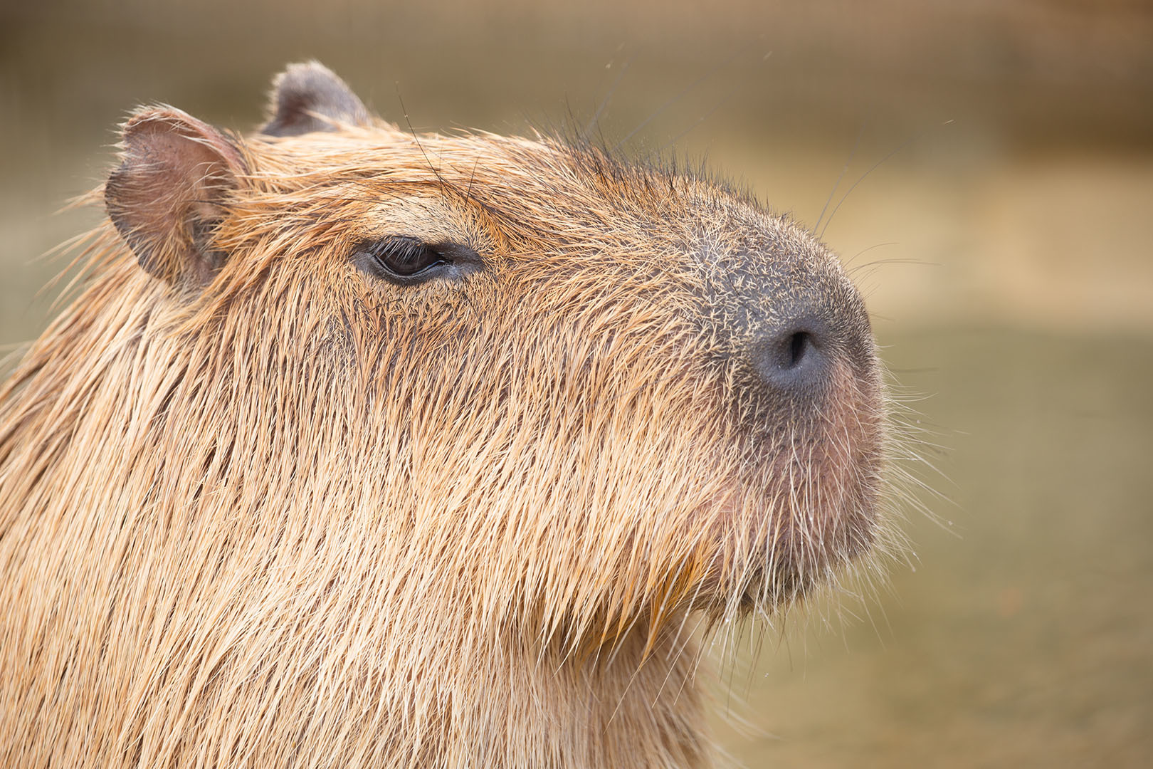王子動物園 その３_a0003166_21434847.jpg