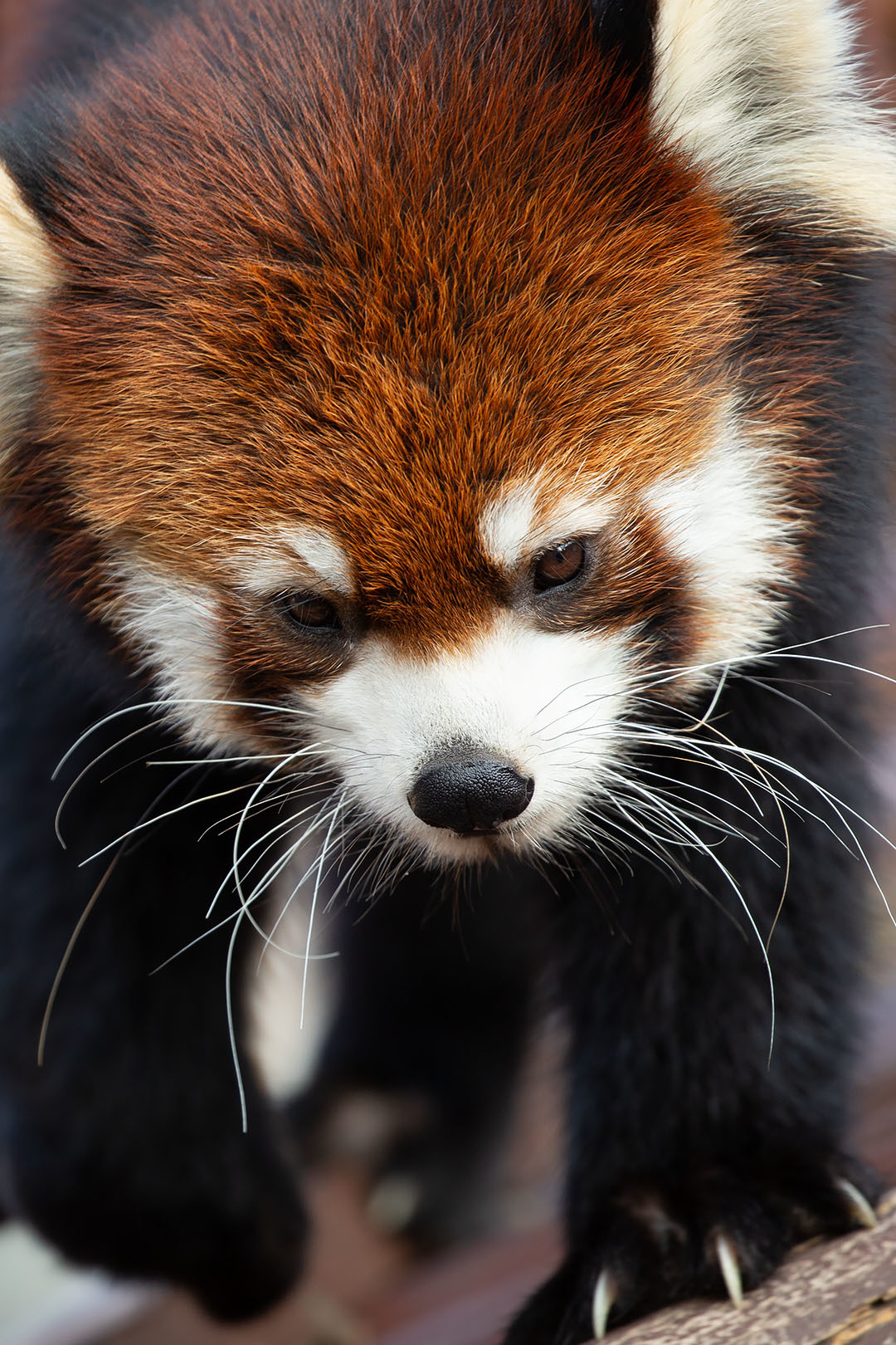 王子動物園 レッサーパンダ＆パンダ_a0003166_21434905.jpg