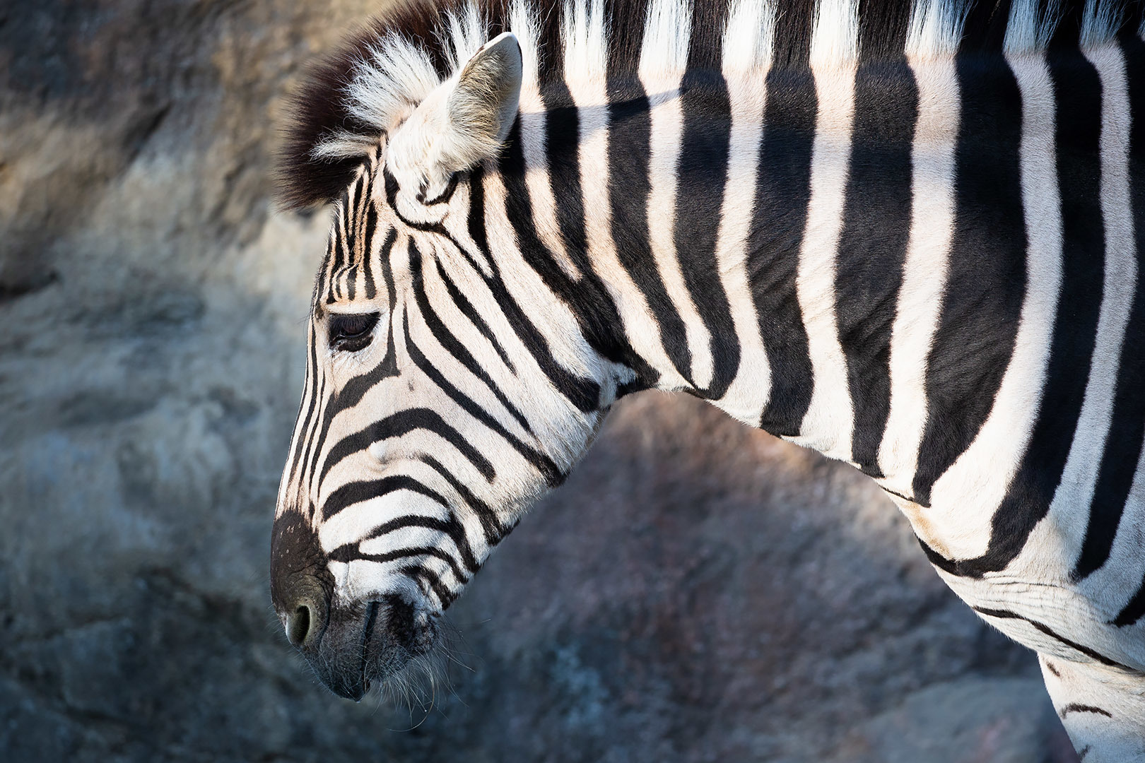 王子動物園 その３_a0003166_21434960.jpg