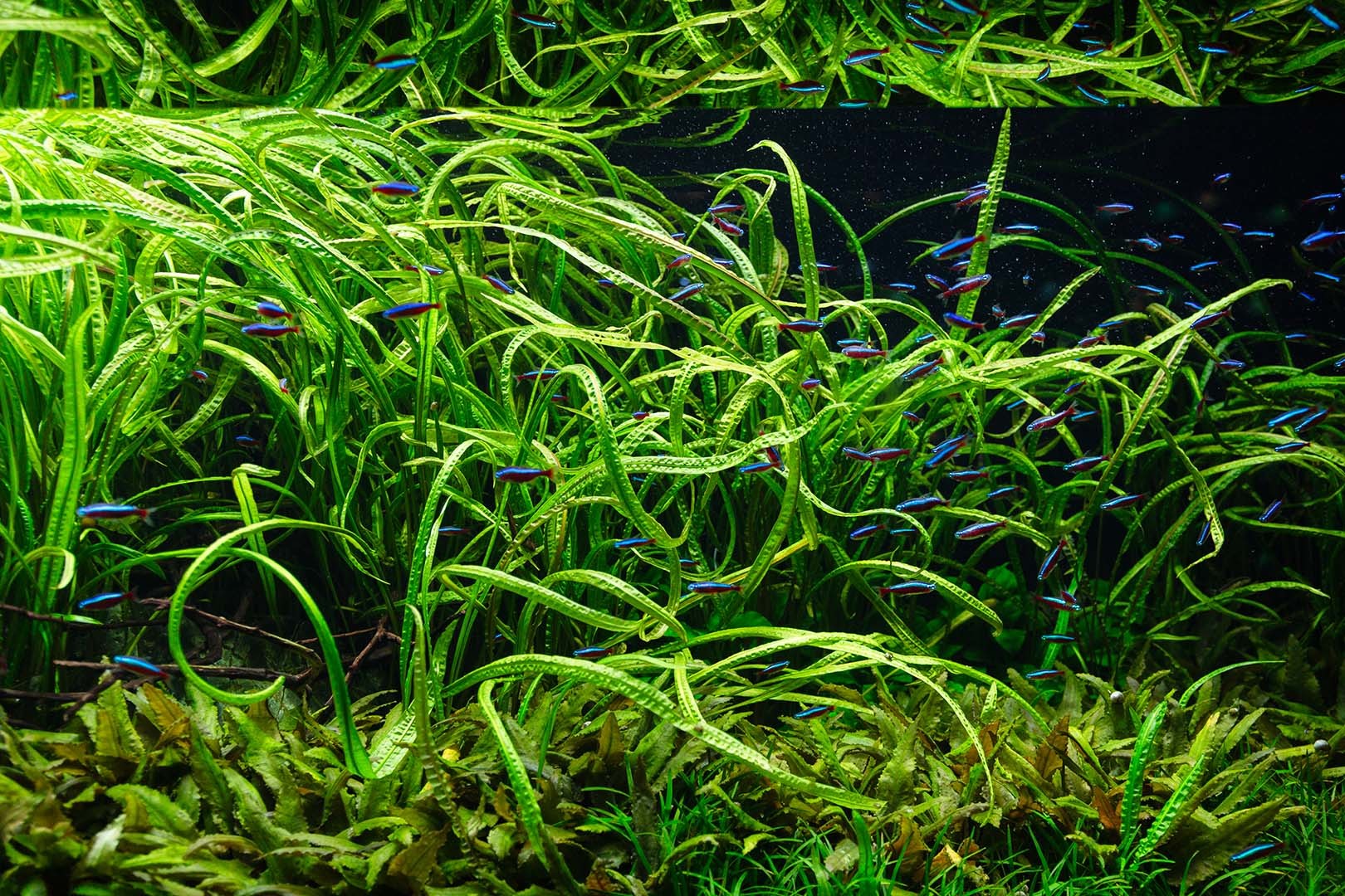 átoa その２_a0003166_21464772.jpg