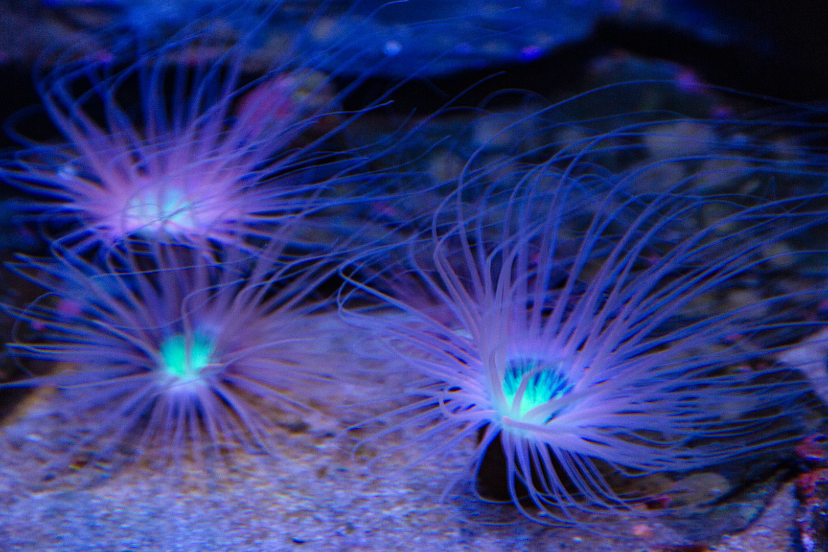 átoa その２_a0003166_21464837.jpg