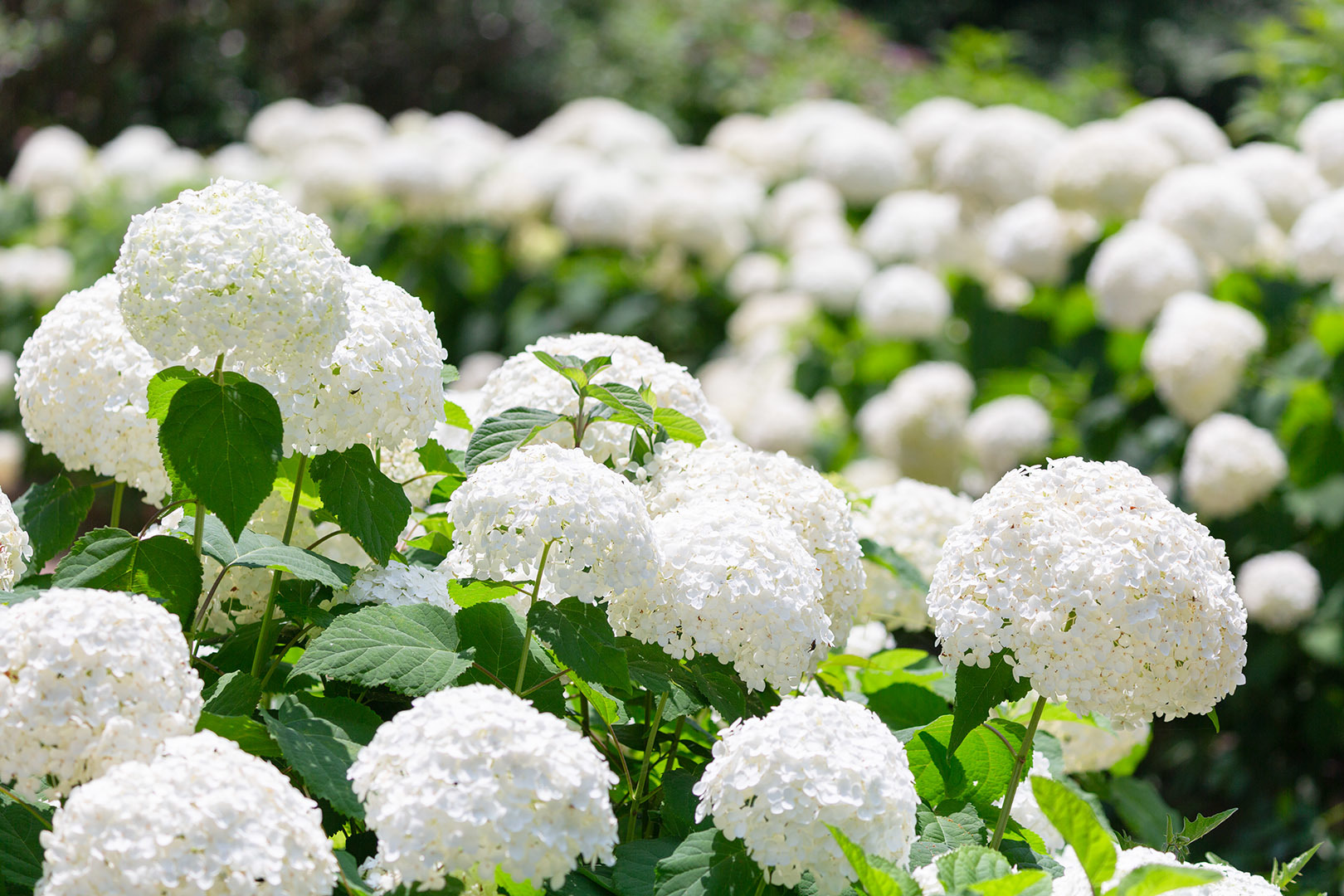 アジサイ アナベル（神戸市立森林植物園）_a0003166_21482061.jpg