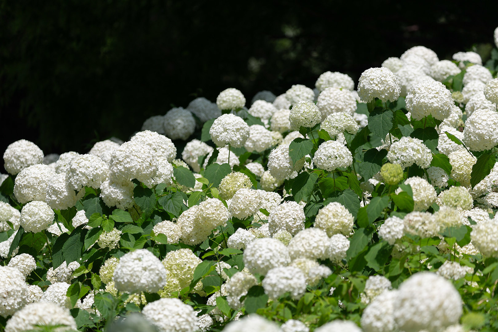 アジサイ アナベル（神戸市立森林植物園）_a0003166_21483186.jpg