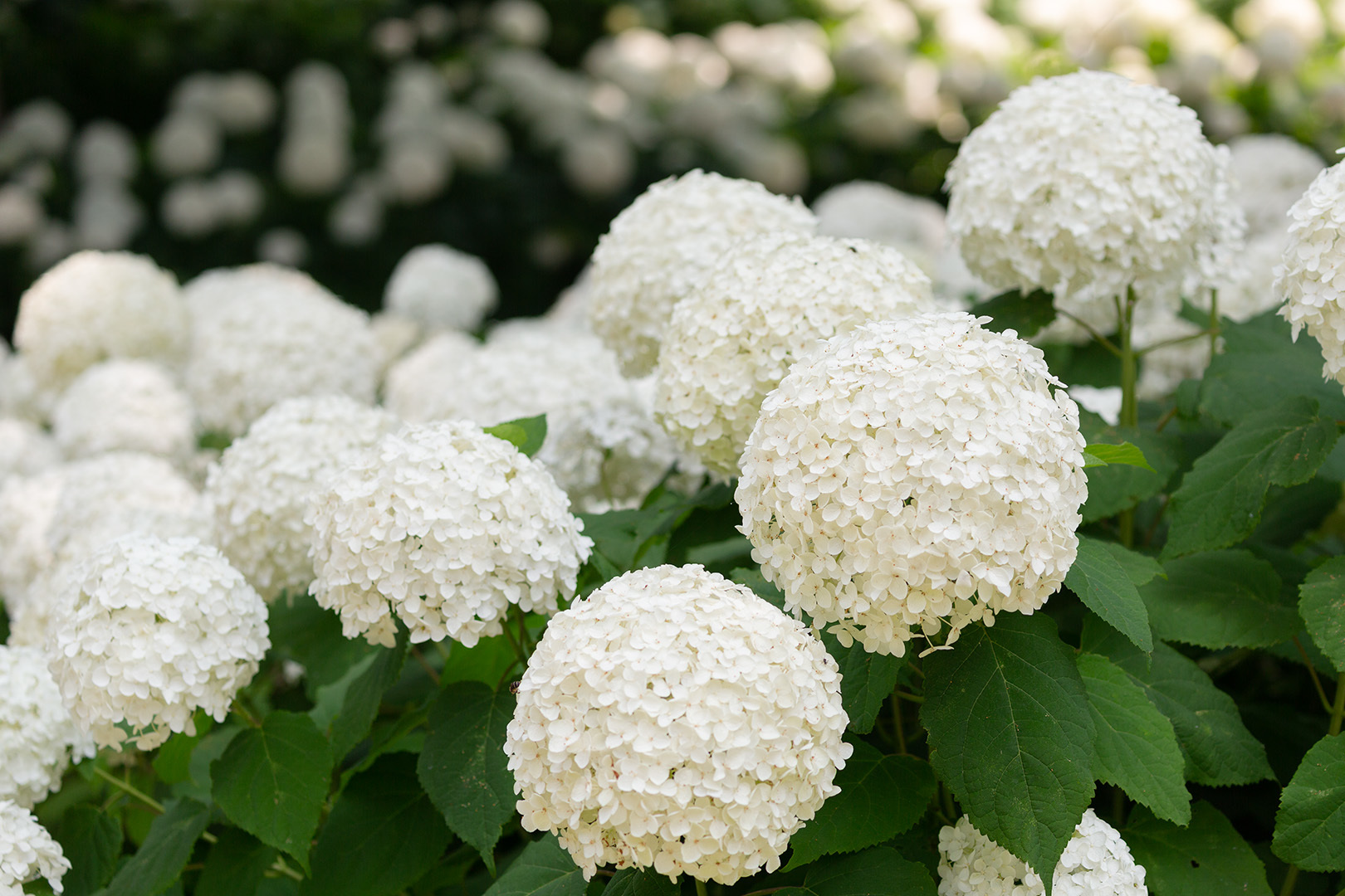 アジサイ アナベル（神戸市立森林植物園）_a0003166_21484980.jpg