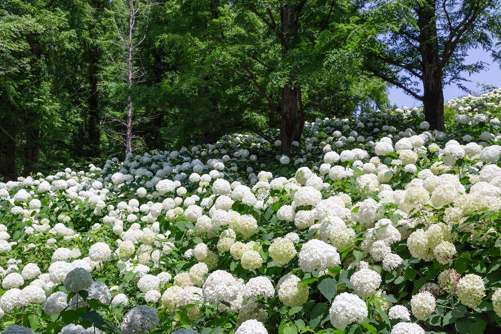 アジサイ アナベル（神戸市立森林植物園）_a0003166_21485610.jpg