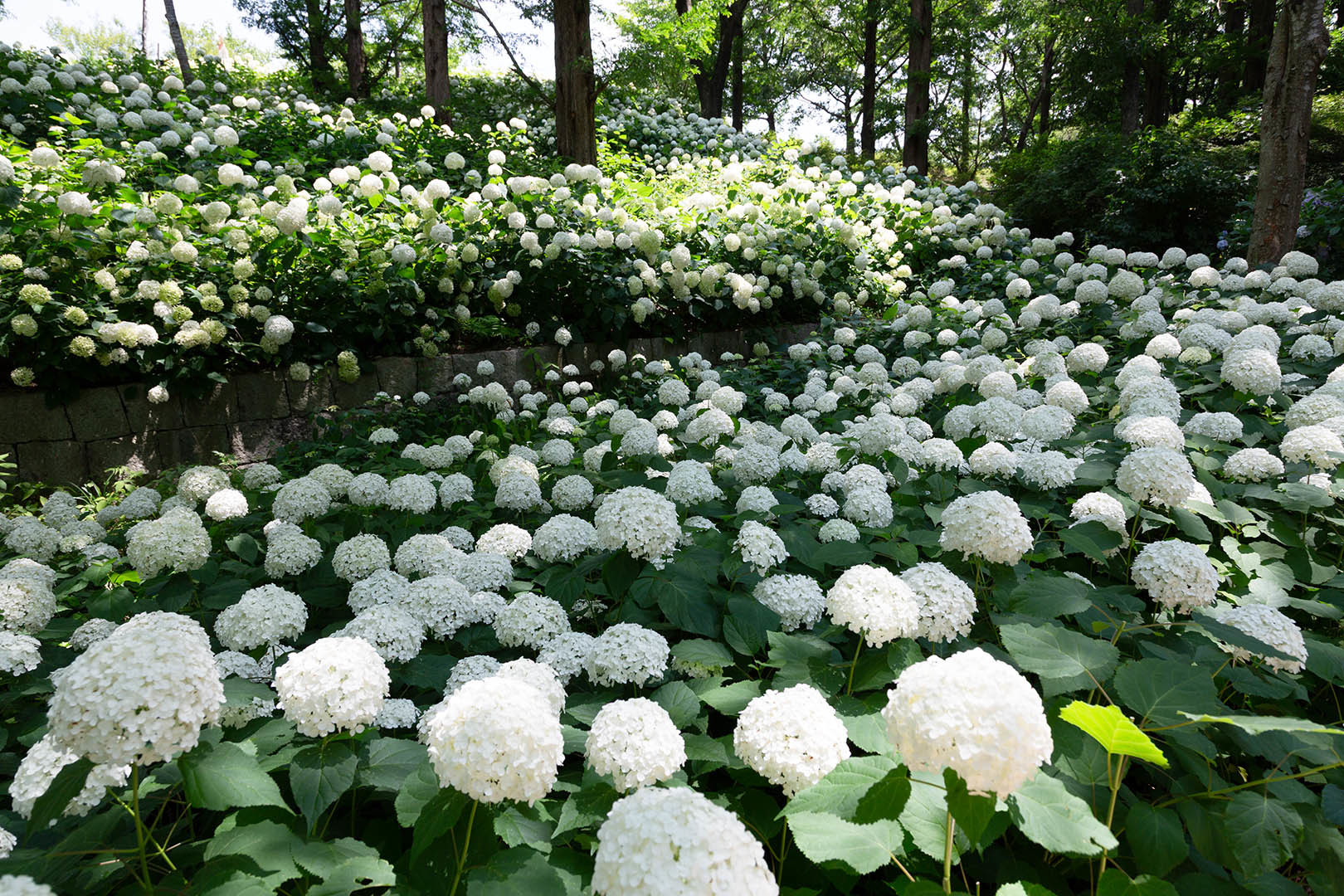 アジサイ アナベル（神戸市立森林植物園）_a0003166_21485695.jpg
