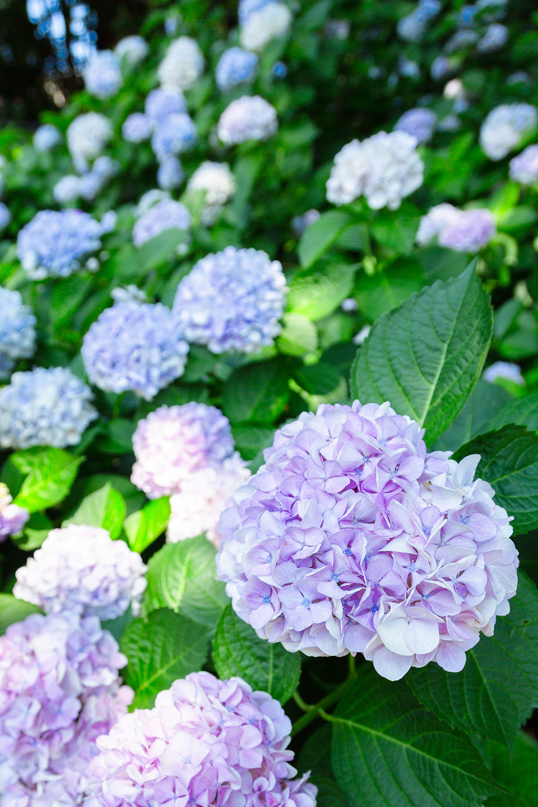さすてな京都のアジサイ_a0003166_21515430.jpg
