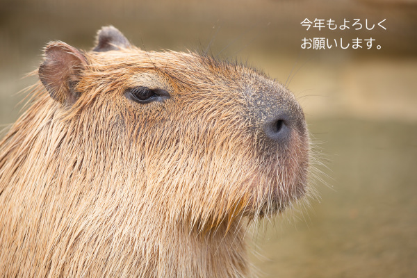 今年もよろしくお願いします。_a0003166_21533955.jpg