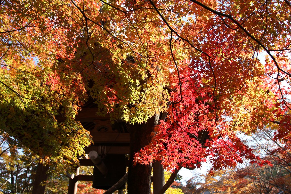もみじ　（常寂光寺）_a0003166_21573762.jpg