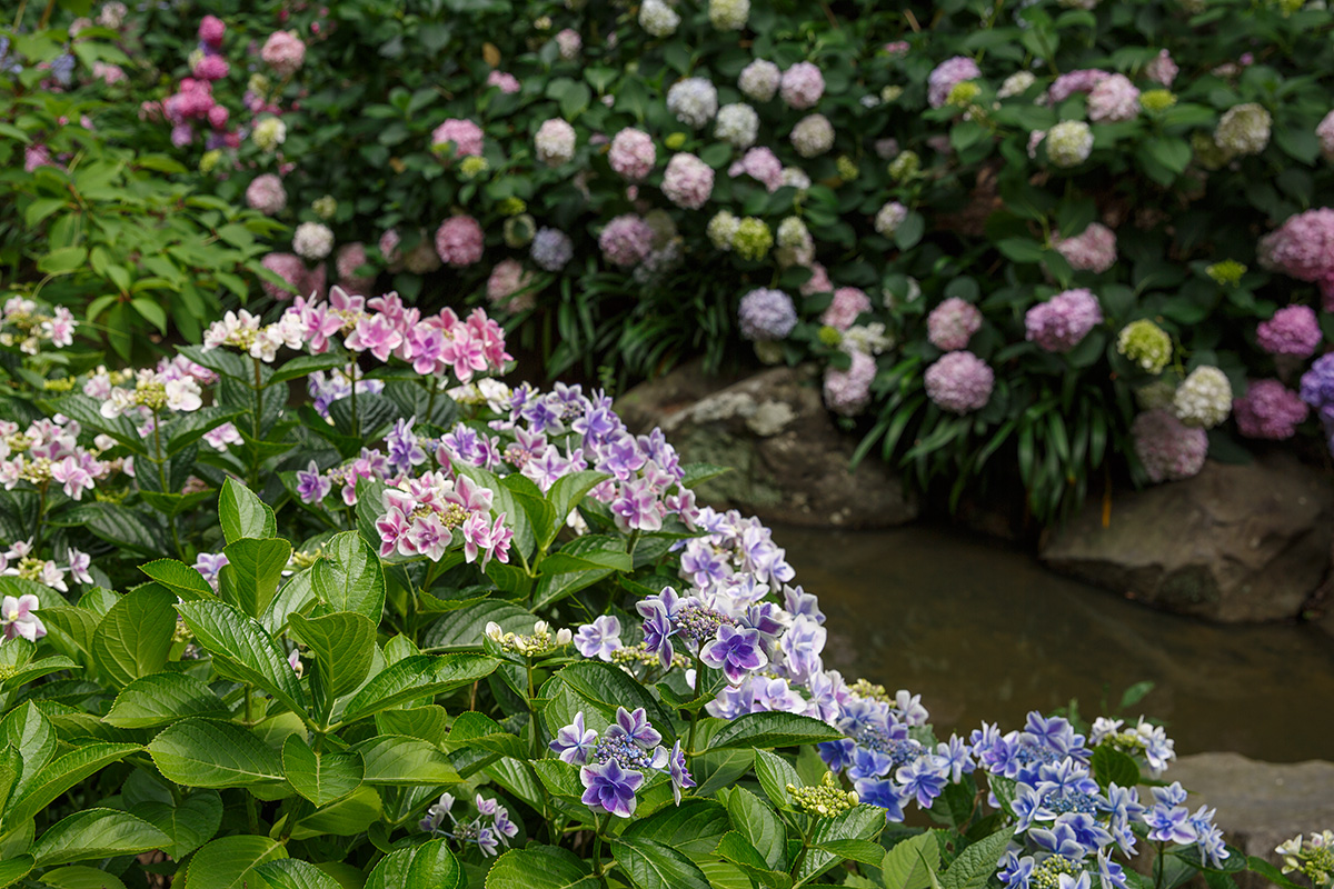 長居植物園 アジサイなど_a0003166_21594895.jpg