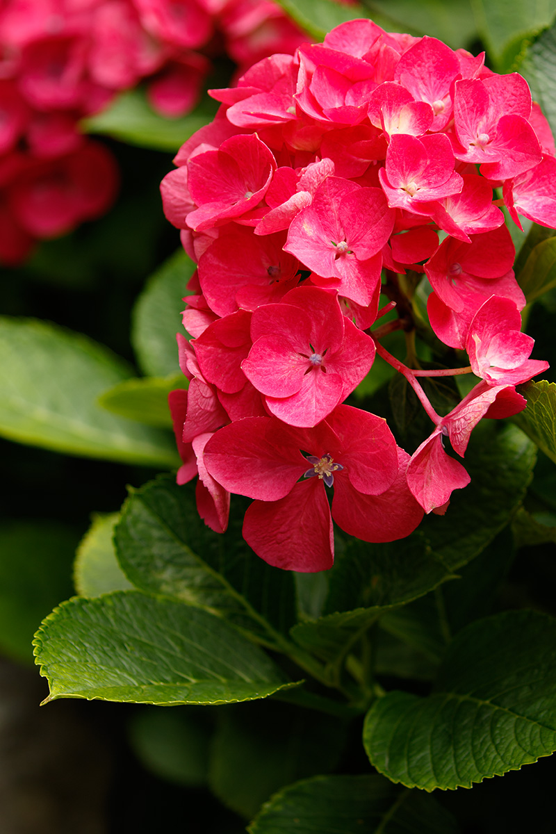 長居植物園 アジサイなど_a0003166_21595867.jpg