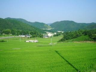 なし_a0003166_2161694.jpg