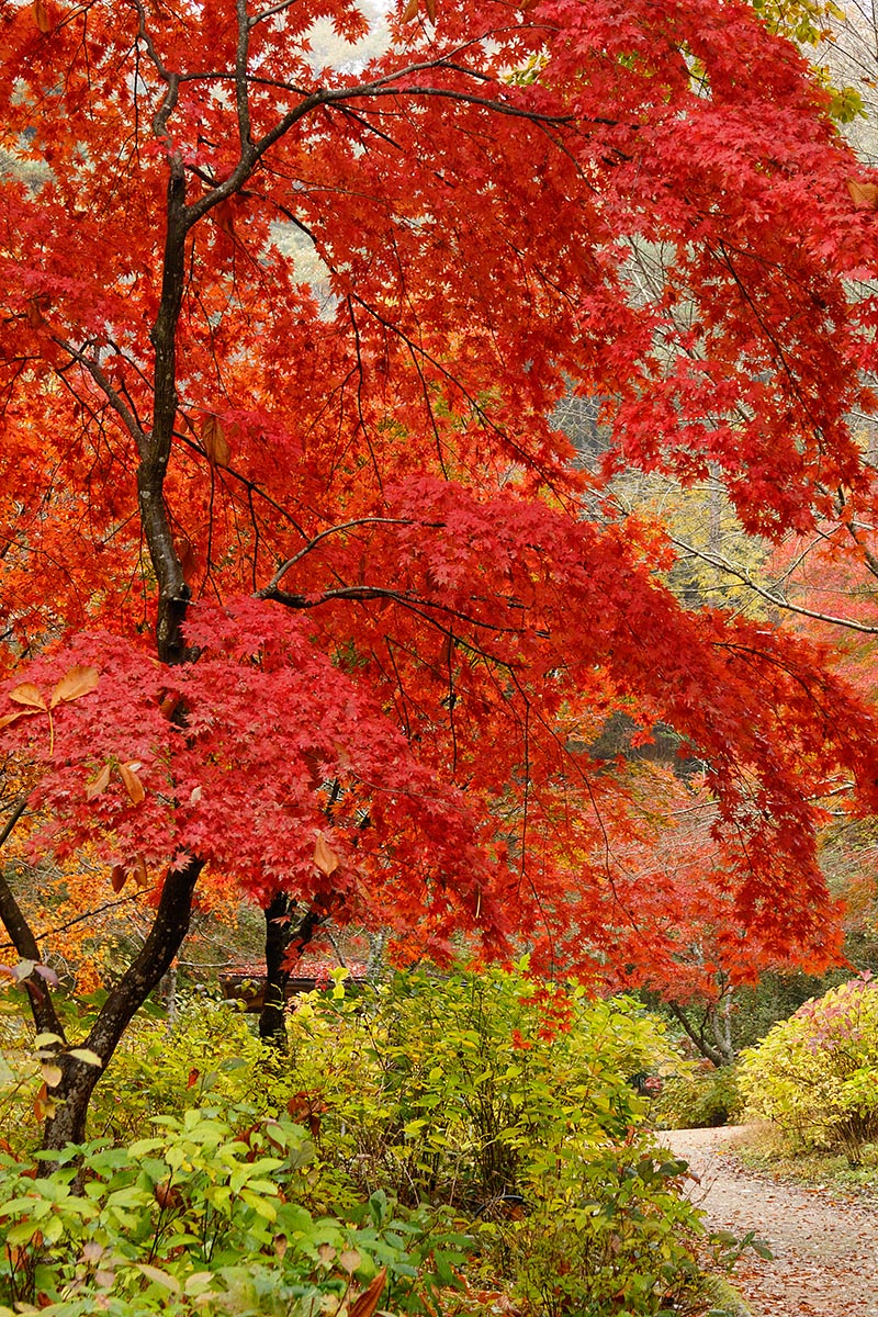 神戸市立森林植物園_a0003166_2191920.jpg