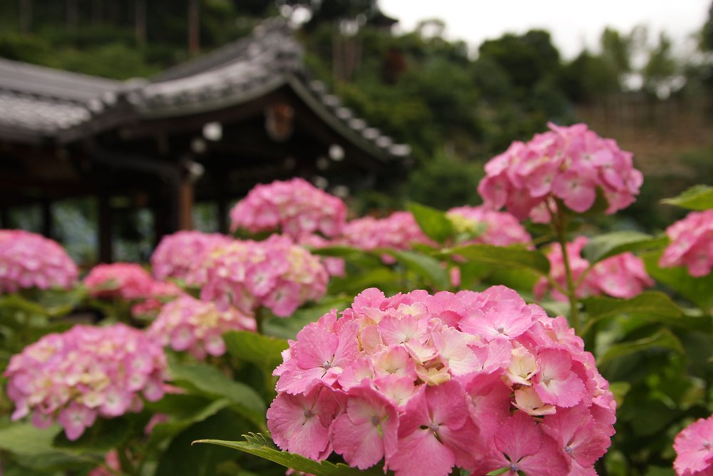 あじさい　（善峯寺）_a0003166_2204689.jpg