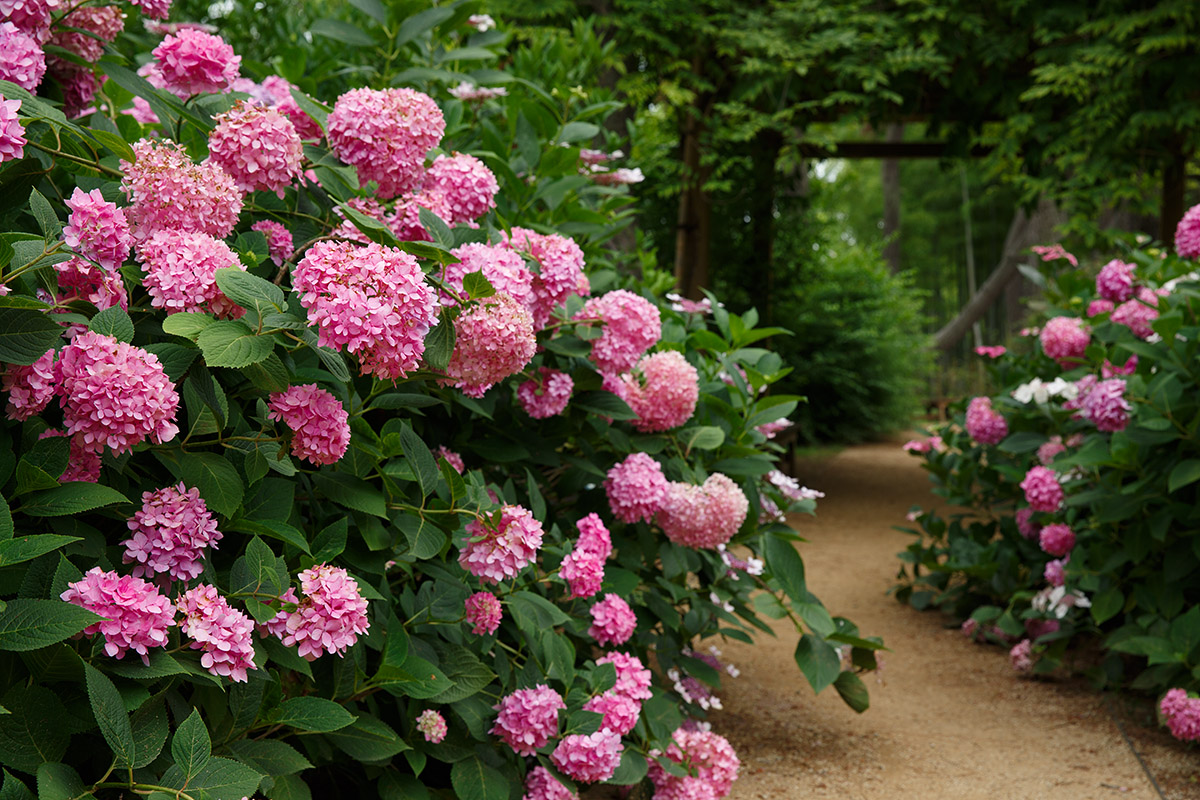 長居植物園 アジサイなど_a0003166_220577.jpg