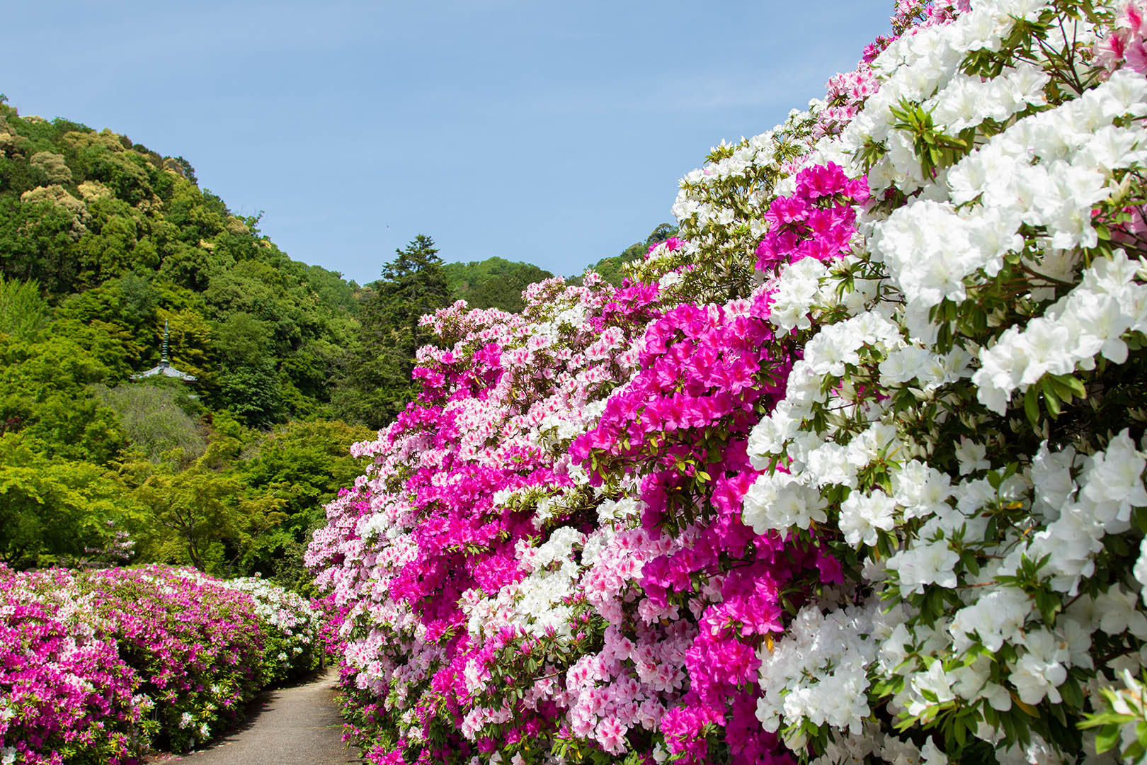 三室戸寺　ツツジ　その１_a0003166_22083864.jpg