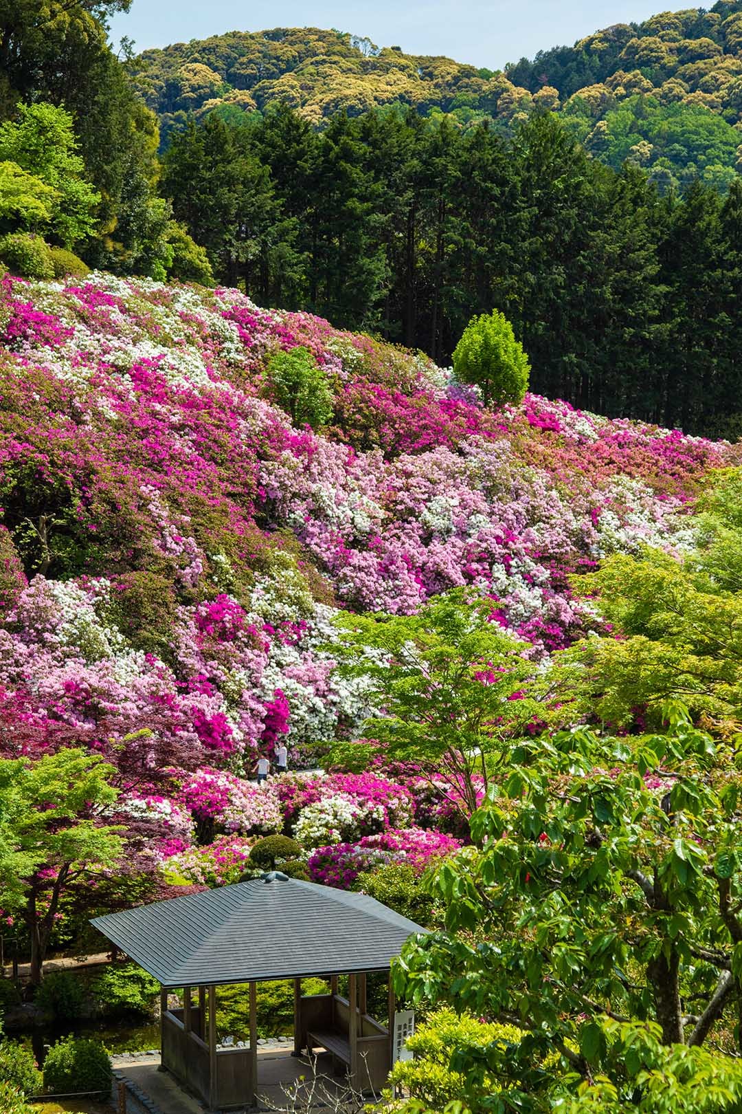三室戸寺　ツツジ　その１_a0003166_22083886.jpg
