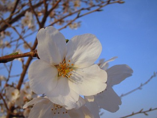 桜_a0003166_22104032.jpg