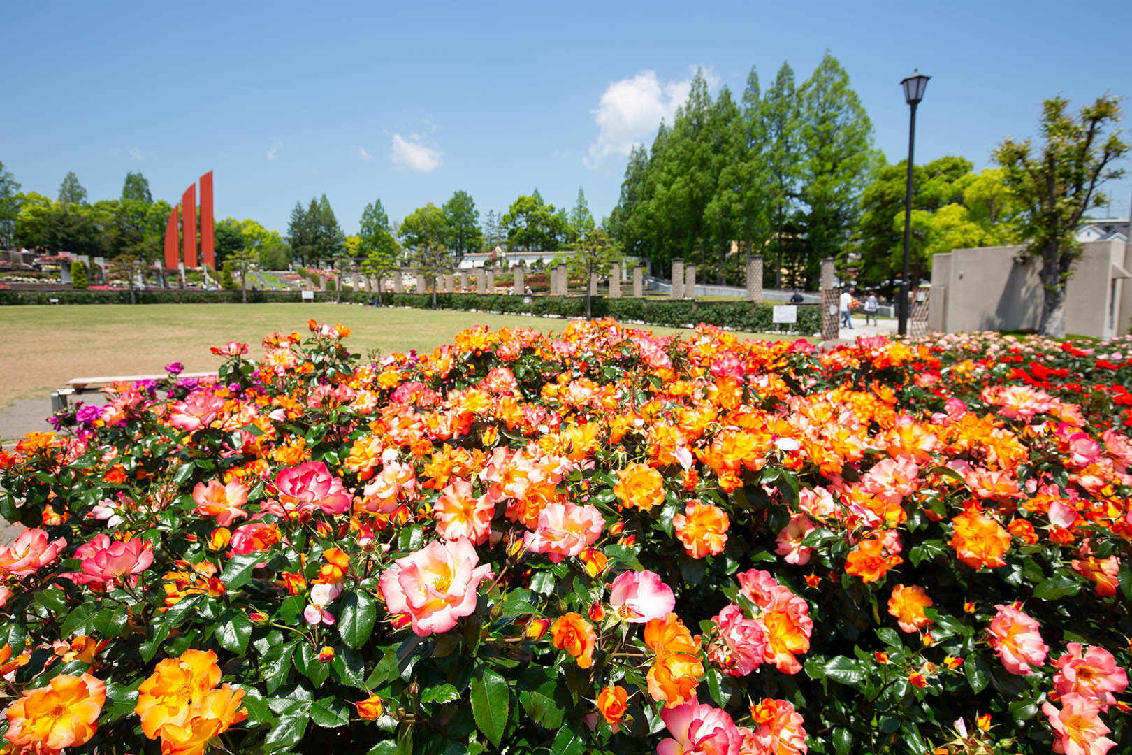 荒牧バラ公園　その１_a0003166_22133203.jpg