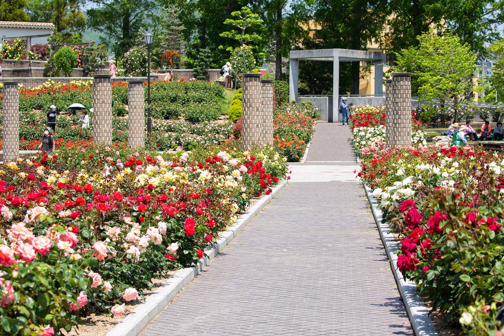 荒牧バラ公園　その１_a0003166_22133313.jpg