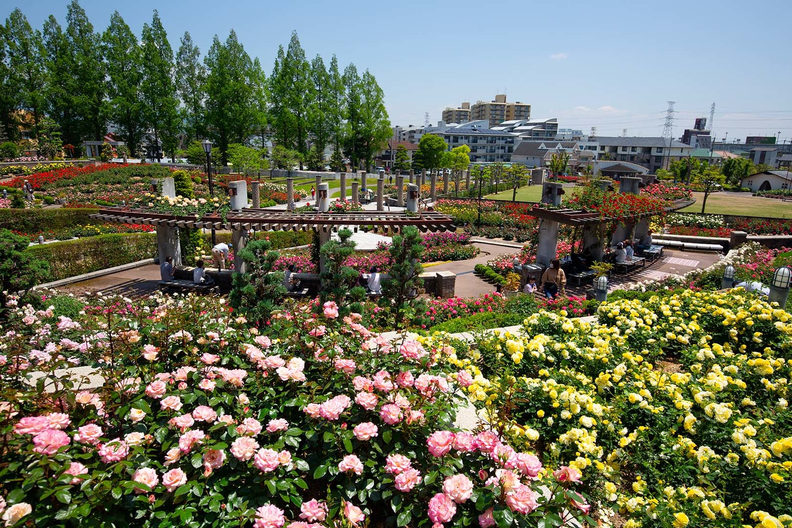 荒牧バラ公園　その１_a0003166_22133397.jpg
