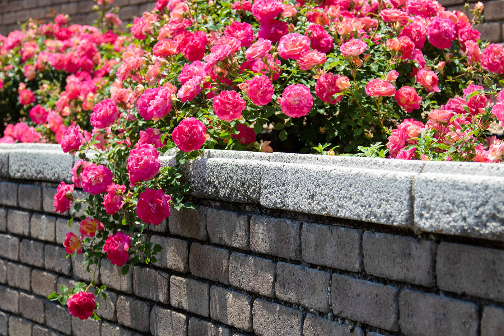 荒牧バラ公園　その１_a0003166_22134253.jpg