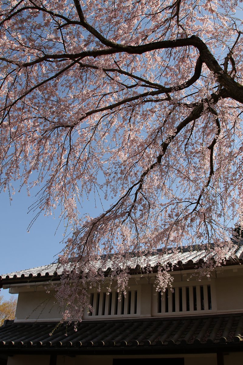 桜_a0003166_22172265.jpg