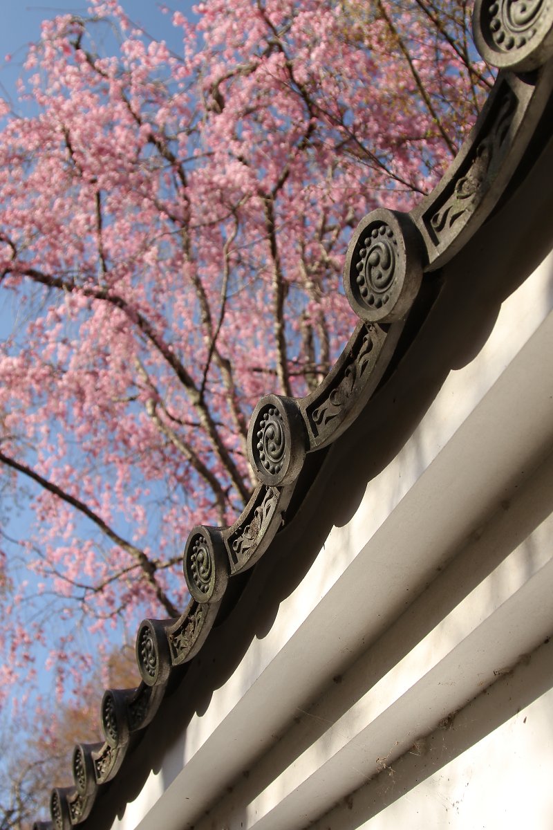 桜_a0003166_22173885.jpg