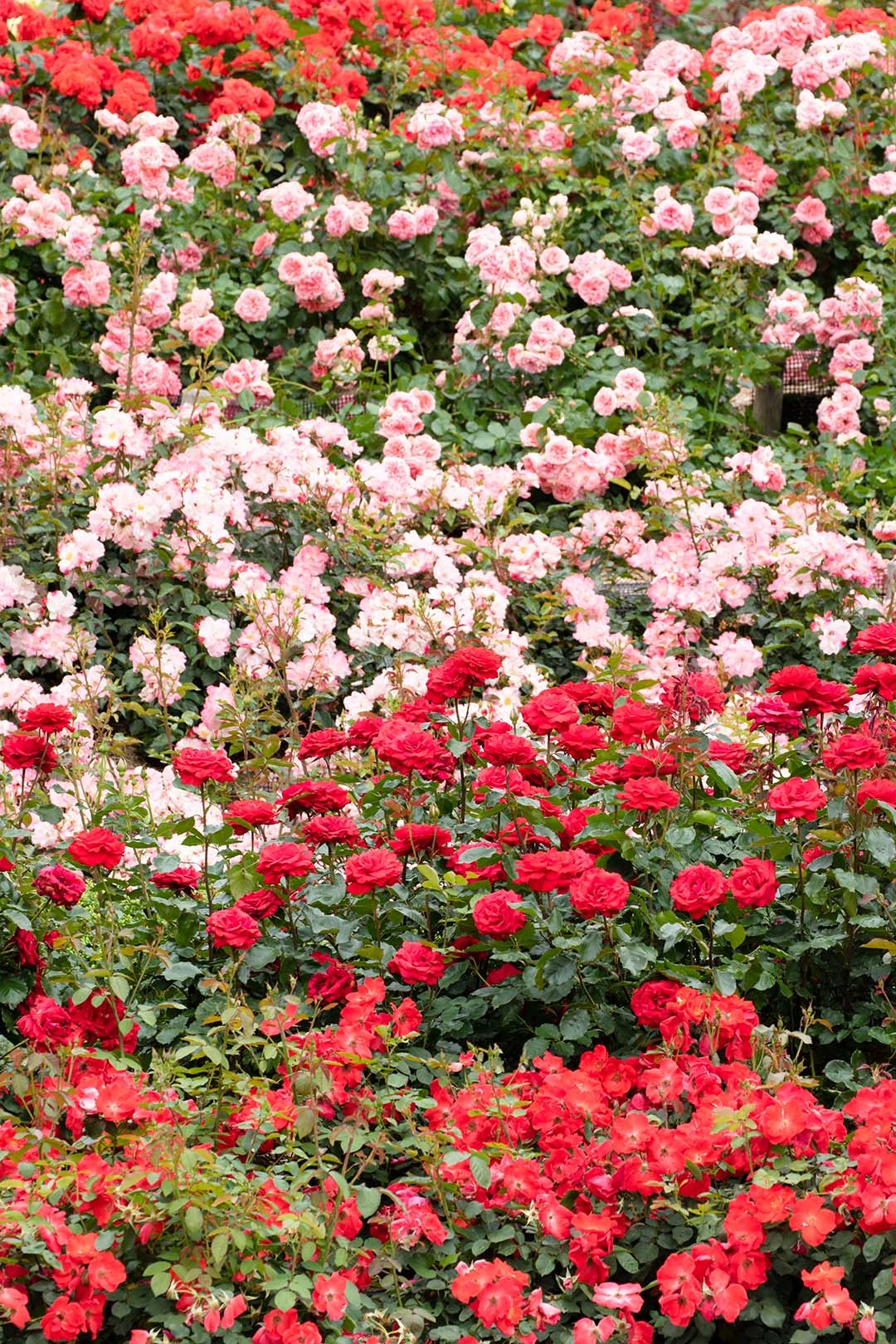 荒牧バラ公園　その２_a0003166_22203609.jpg