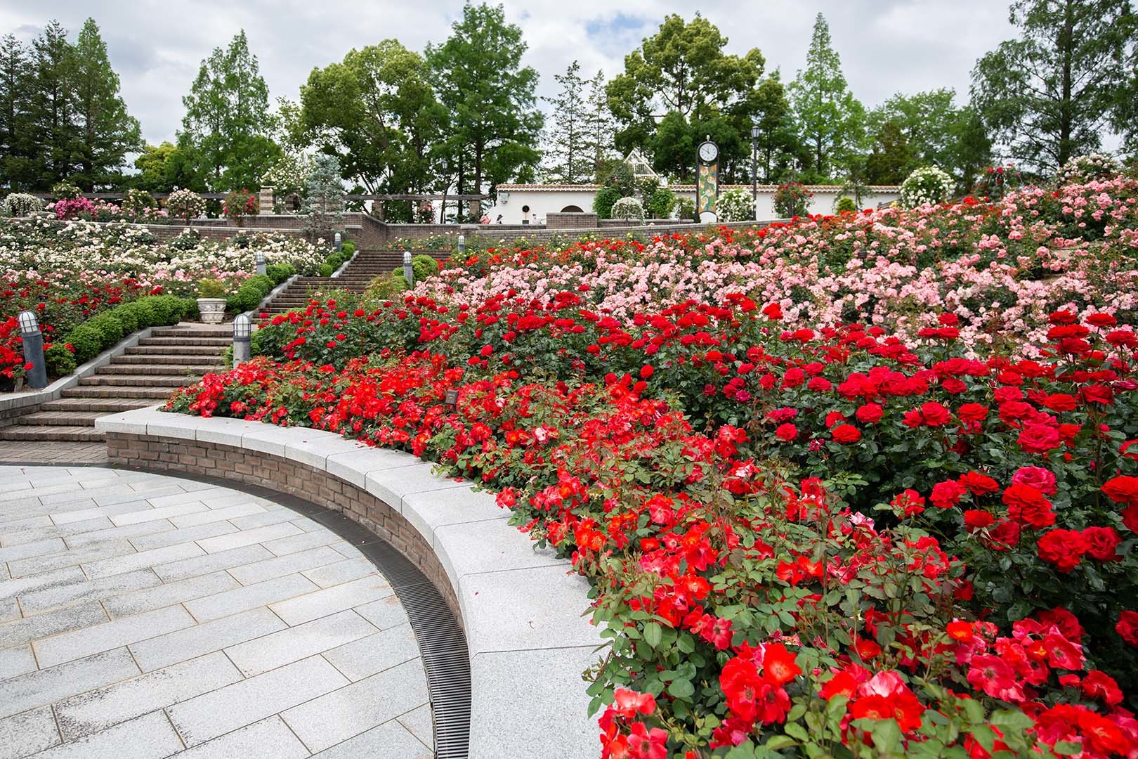 荒牧バラ公園　その２_a0003166_22203686.jpg