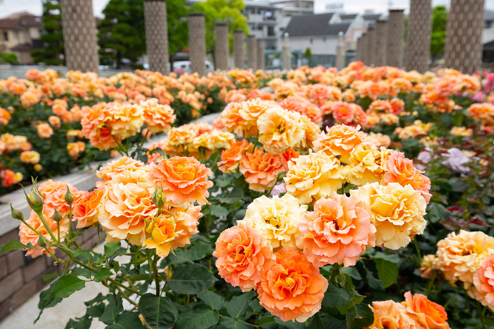 荒牧バラ公園　その３_a0003166_22224155.jpg