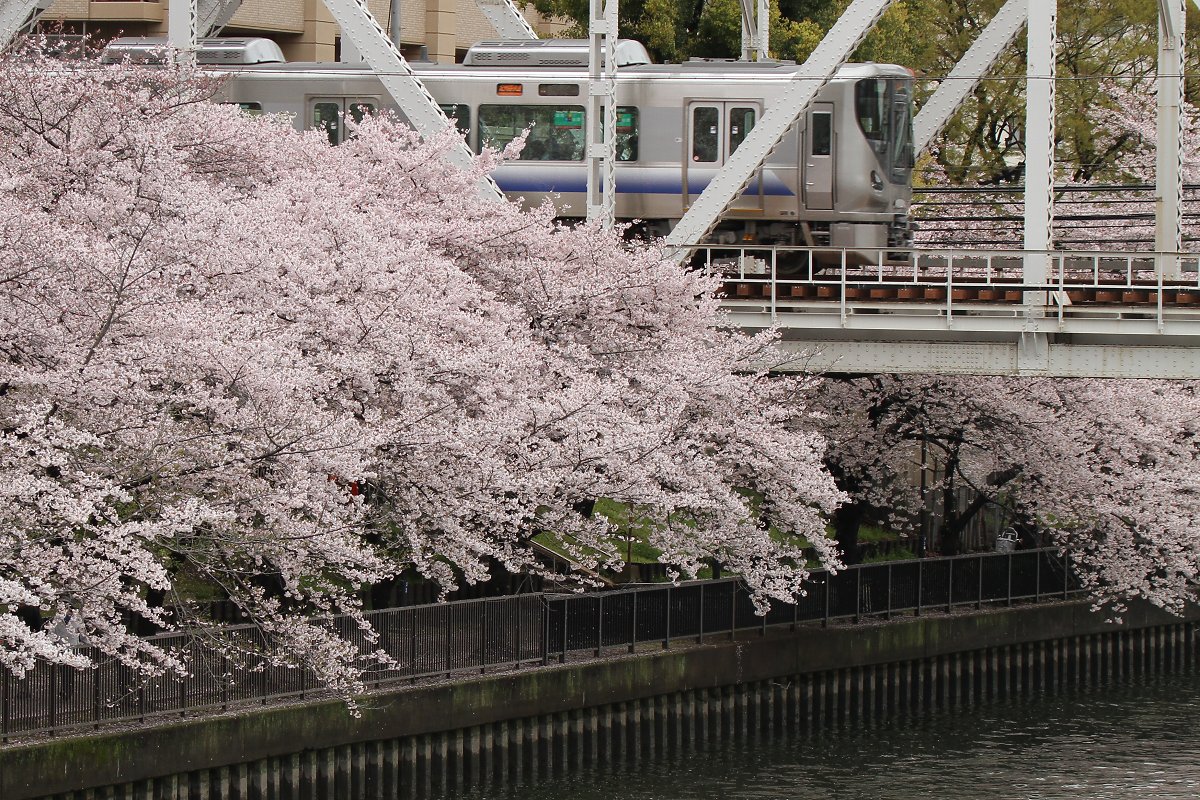 桜　（桜ノ宮、大阪城）_a0003166_22225099.jpg