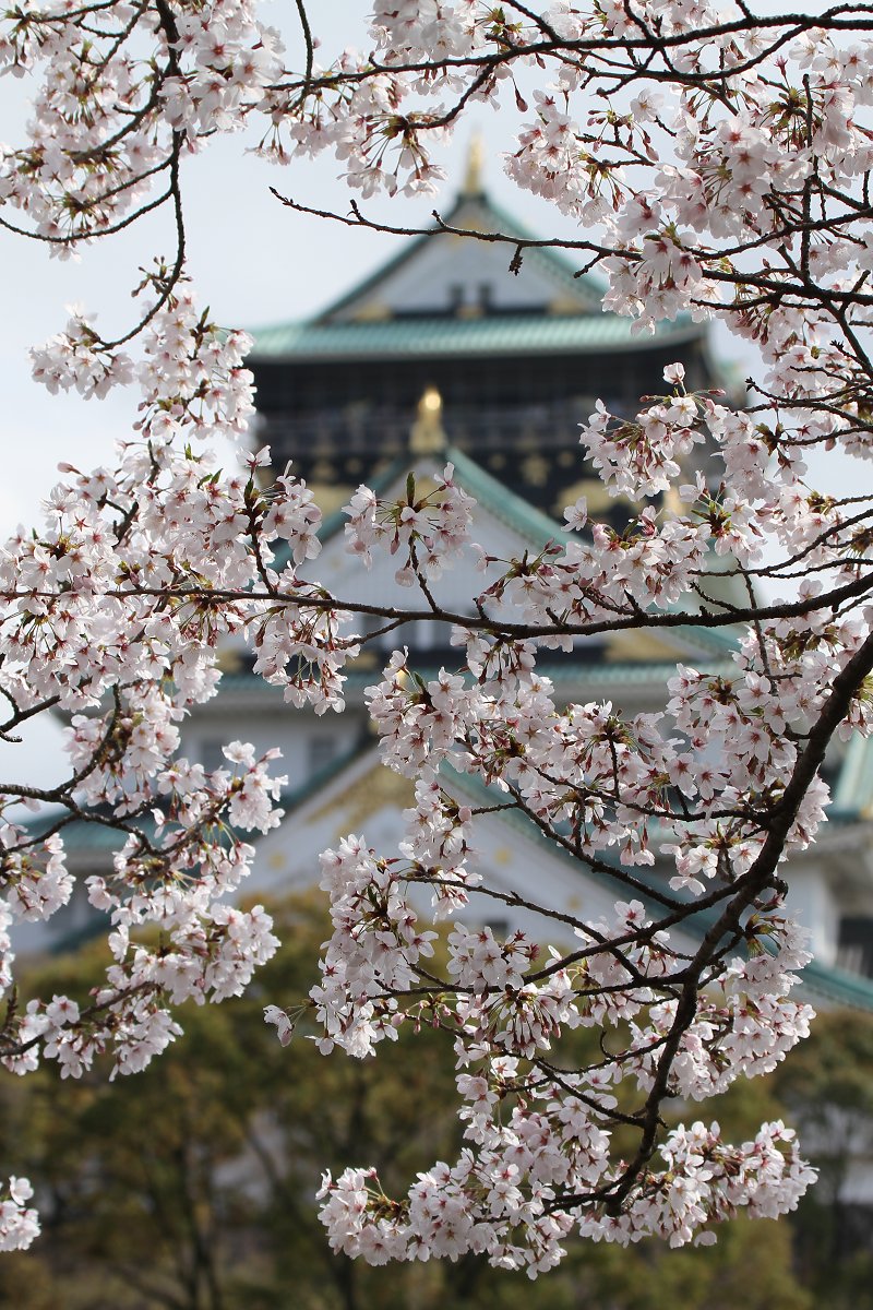 桜　（桜ノ宮、大阪城）_a0003166_22225945.jpg