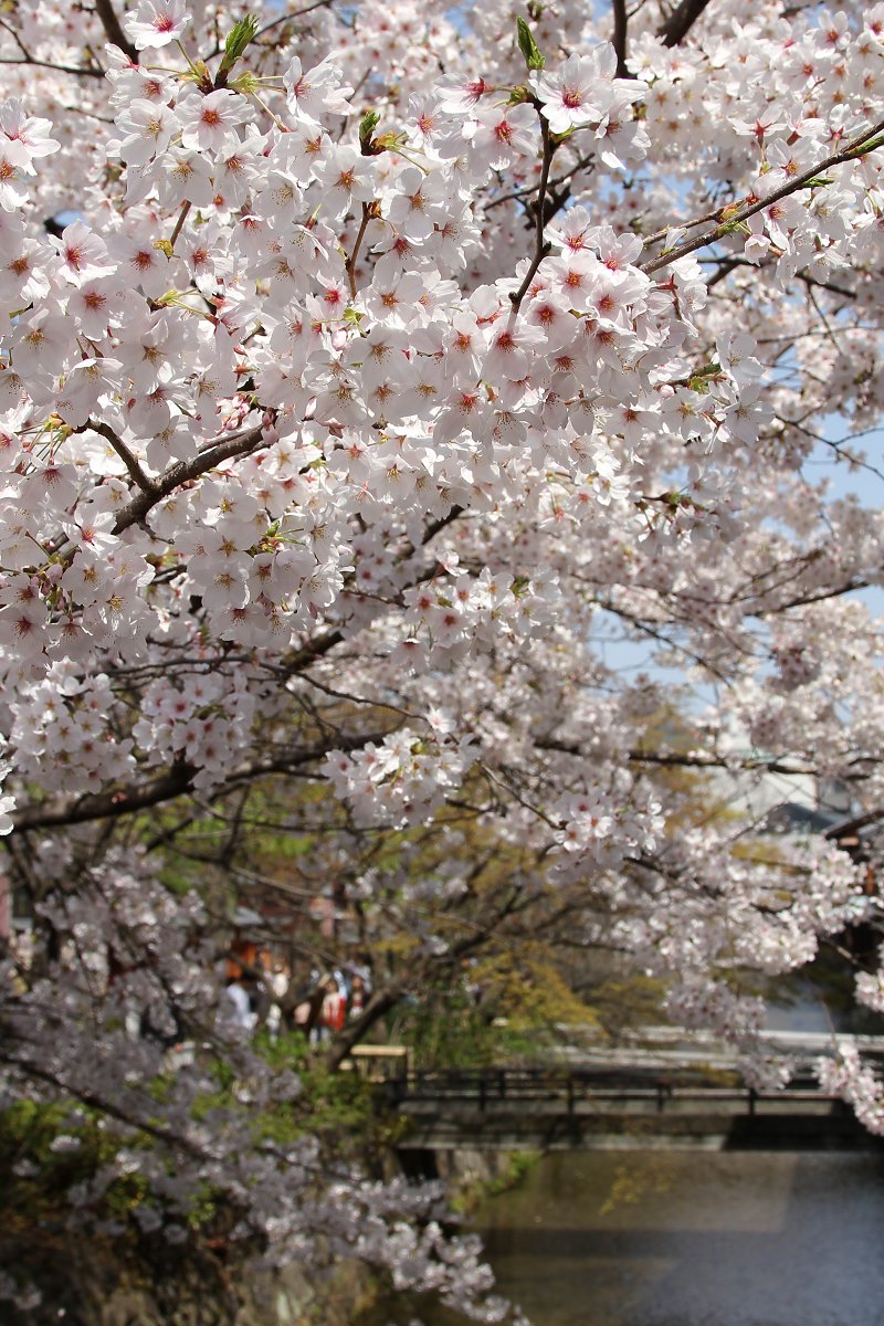 桜　（祇園、知恩院）_a0003166_22243290.jpg