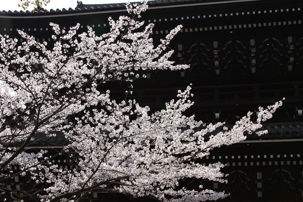 桜　（祇園、知恩院）_a0003166_22244818.jpg