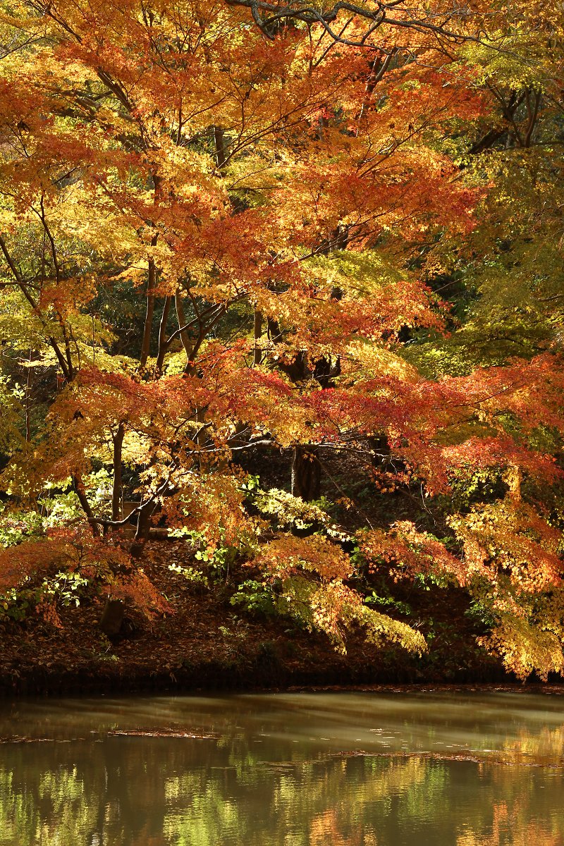 もみじ　（神戸市立森林植物園）_a0003166_2225728.jpg