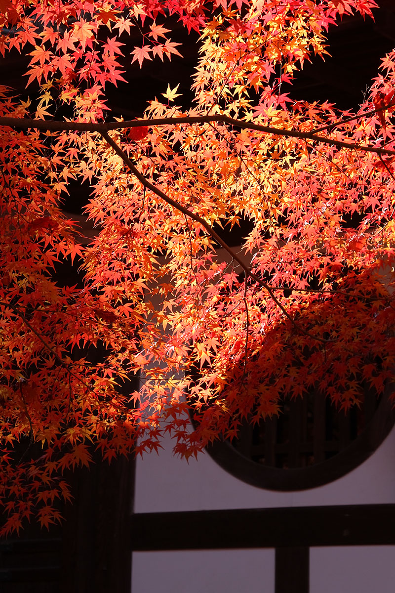 もみじ（永観堂、南禅寺、青蓮院門跡）_a0003166_2226446.jpg