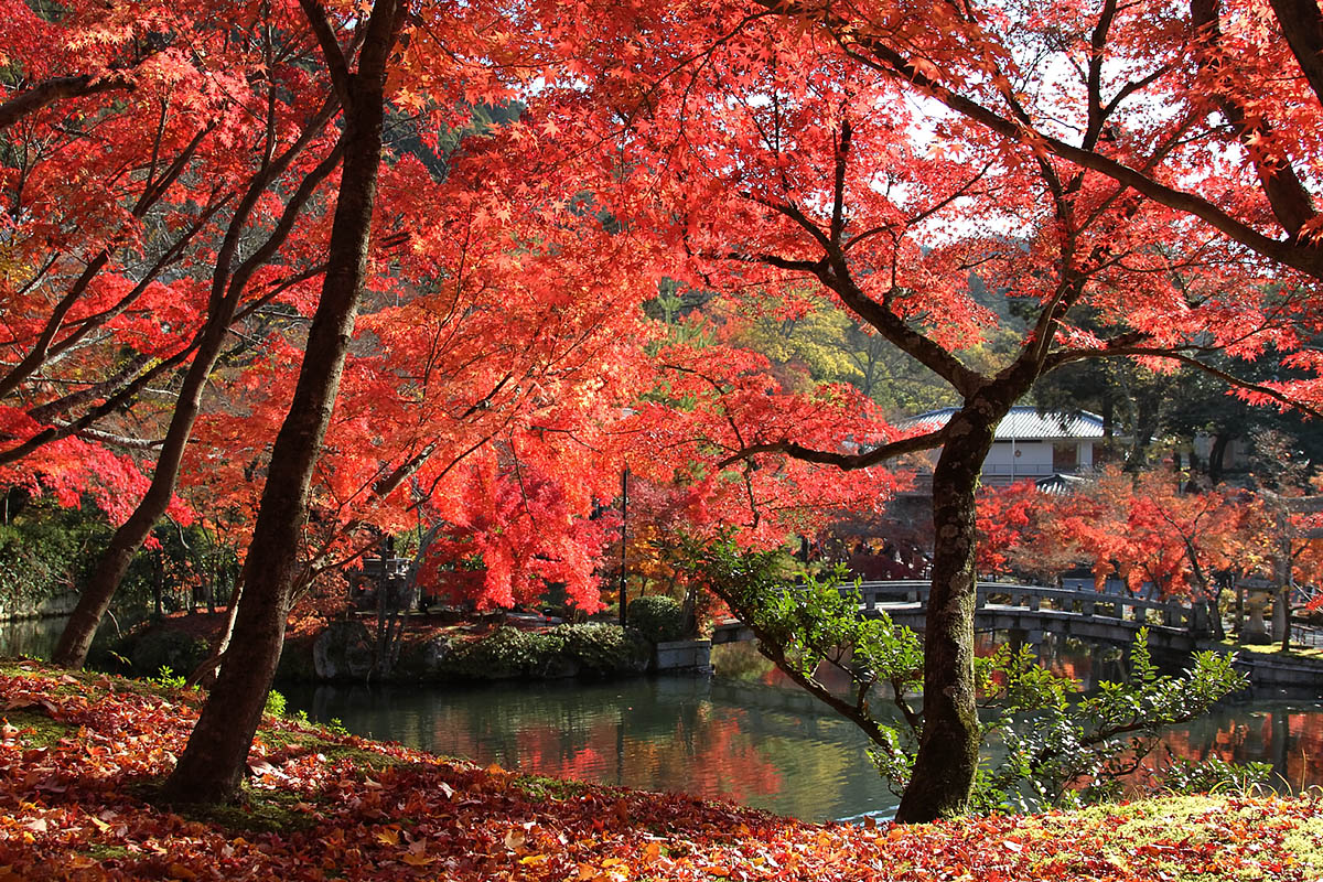 もみじ（永観堂、南禅寺、青蓮院門跡）_a0003166_22265020.jpg