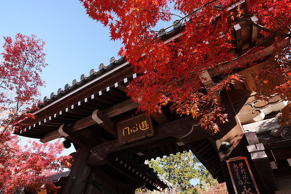 もみじ（永観堂、南禅寺、青蓮院門跡）_a0003166_22265496.jpg