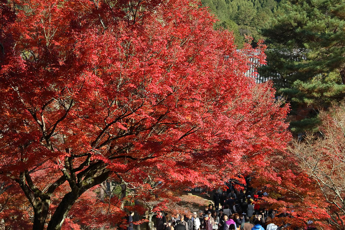 もみじ（永観堂、南禅寺、青蓮院門跡）_a0003166_22275054.jpg