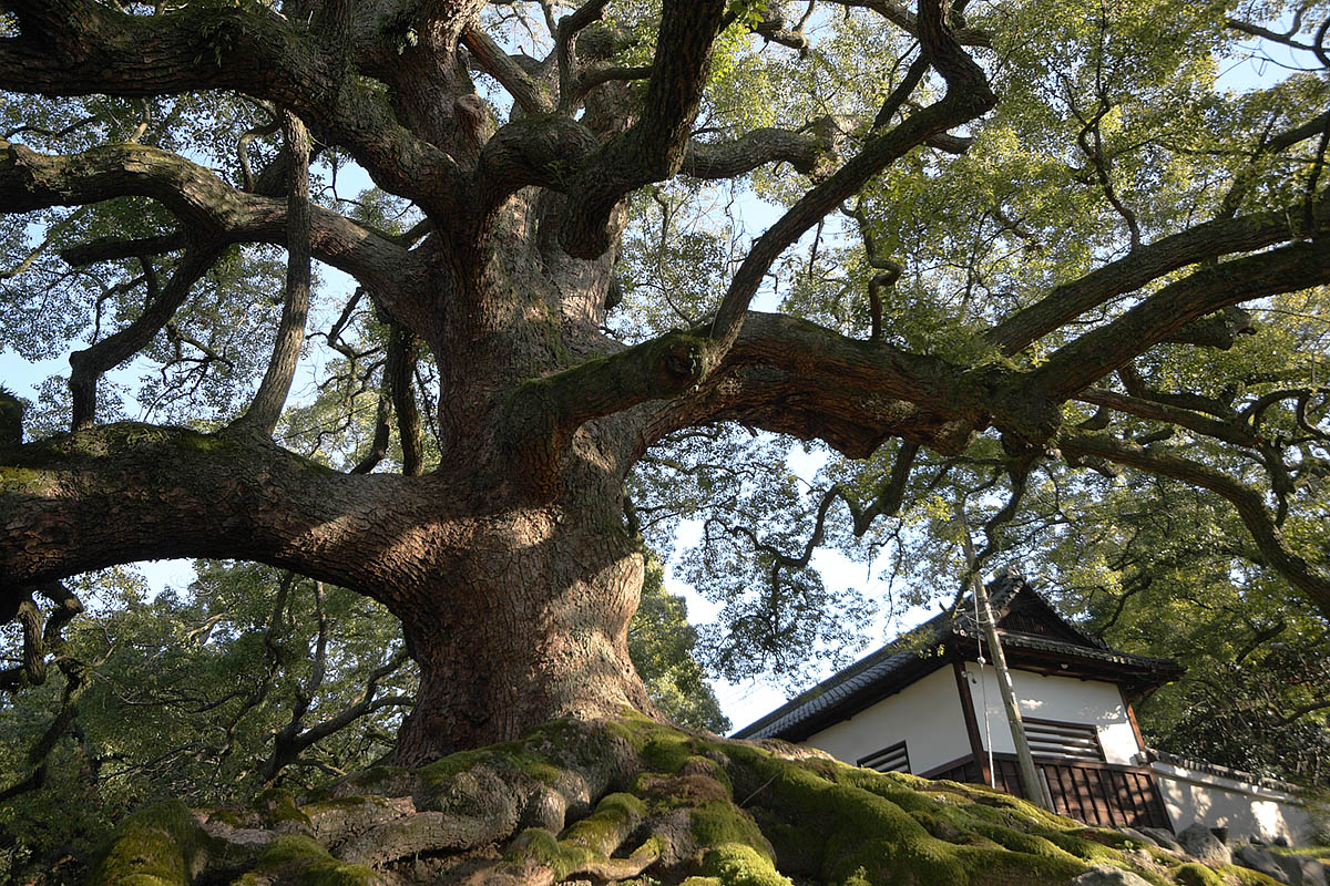 もみじ（永観堂、南禅寺、青蓮院門跡）_a0003166_2228107.jpg