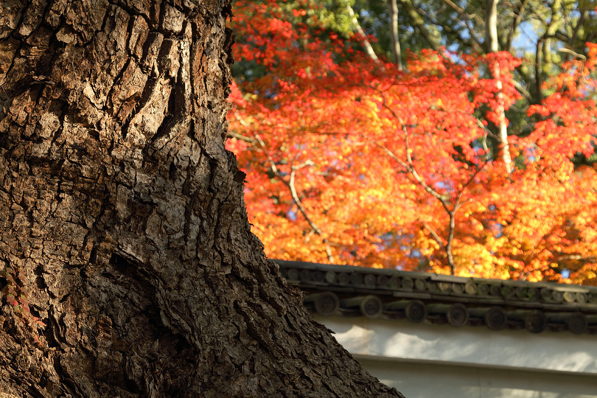もみじ（永観堂、南禅寺、青蓮院門跡）_a0003166_2228236.jpg