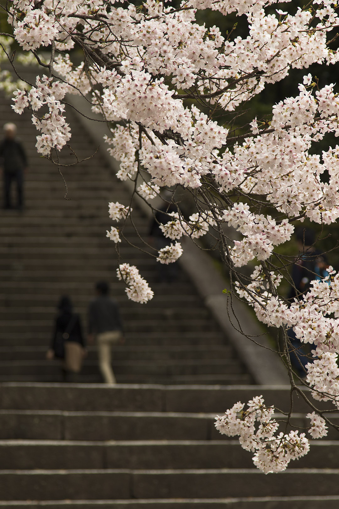 桜 （京都）_a0003166_22302972.jpg