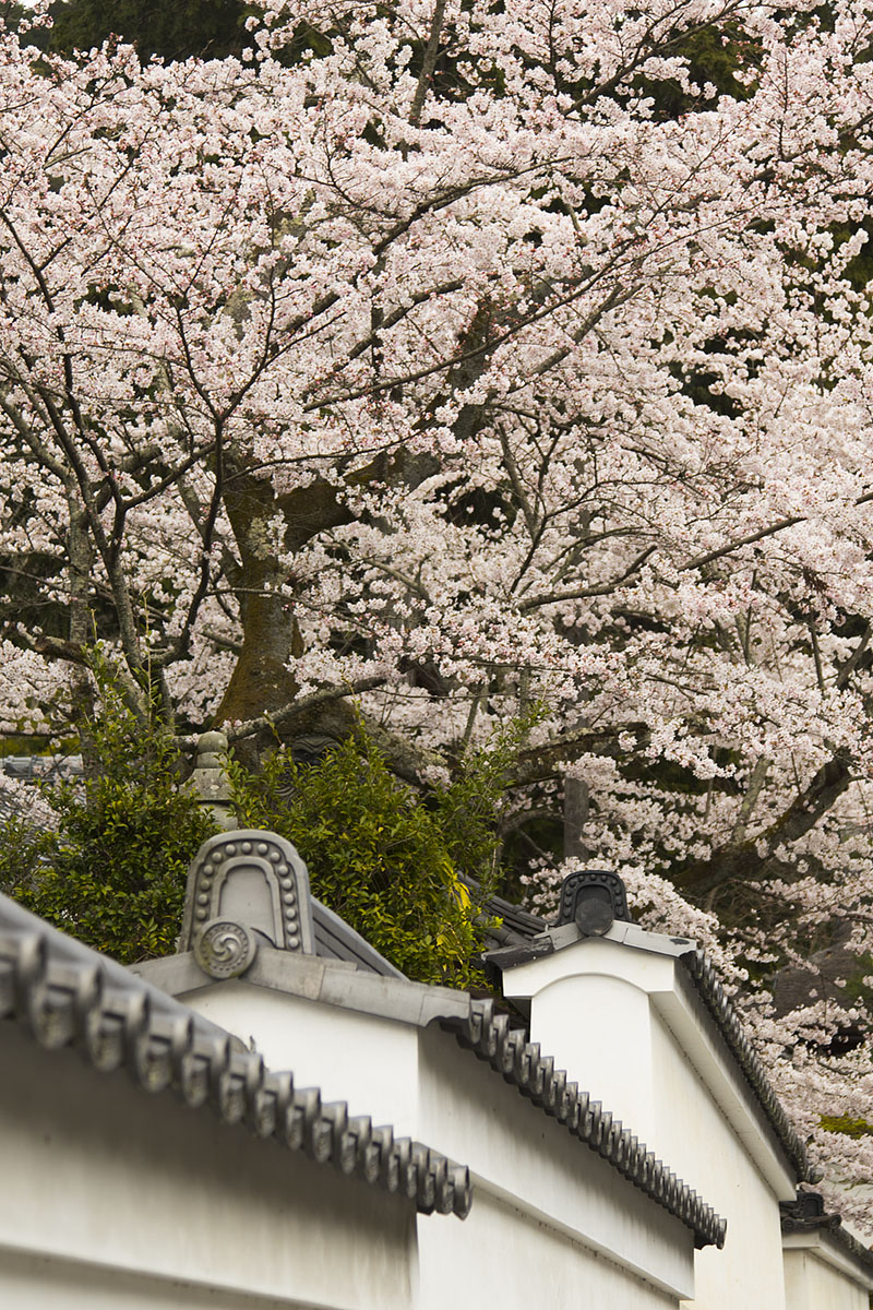 桜 （京都）_a0003166_22303050.jpg