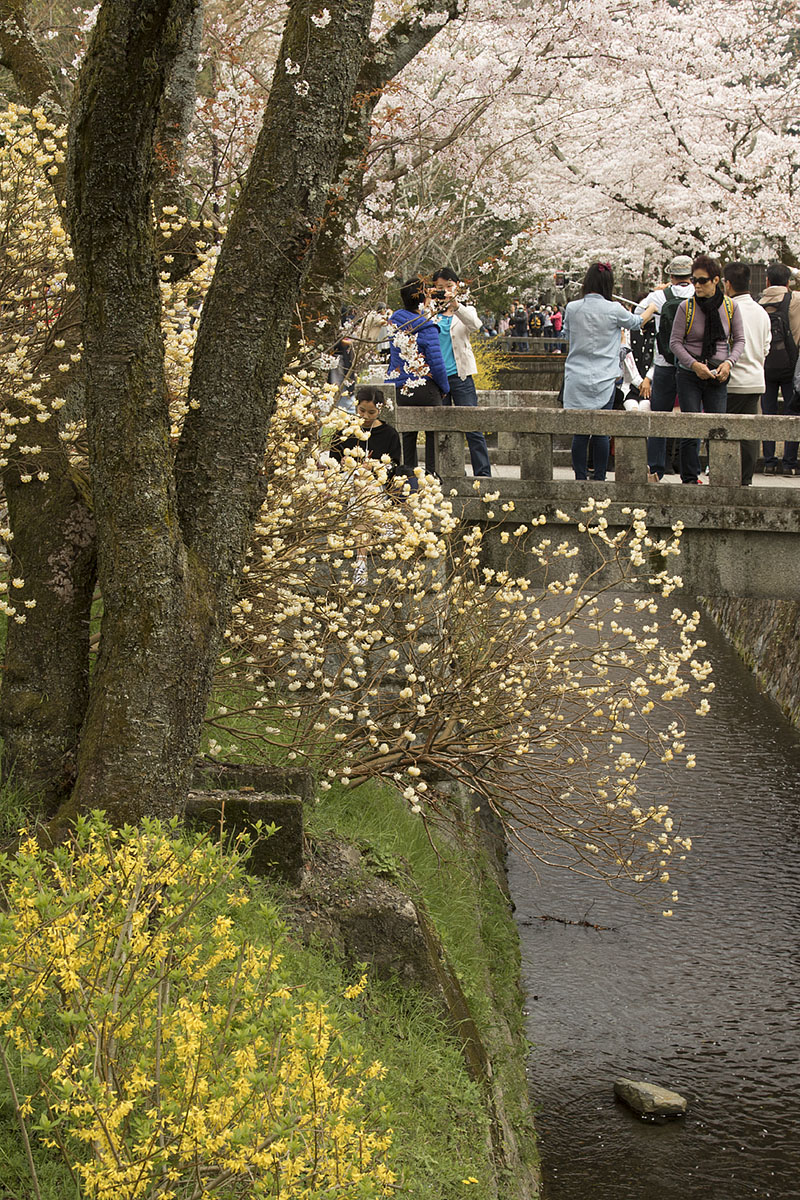 桜 （京都）_a0003166_22303063.jpg