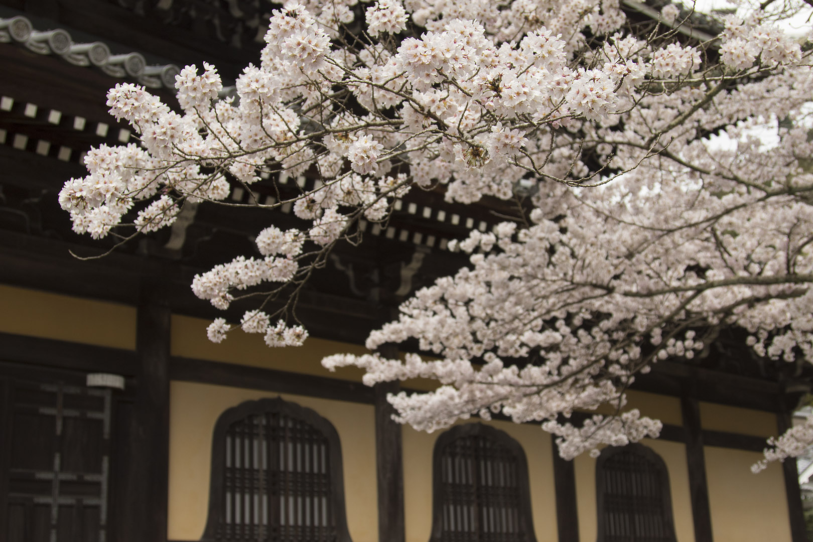 桜 （京都）_a0003166_22303092.jpg