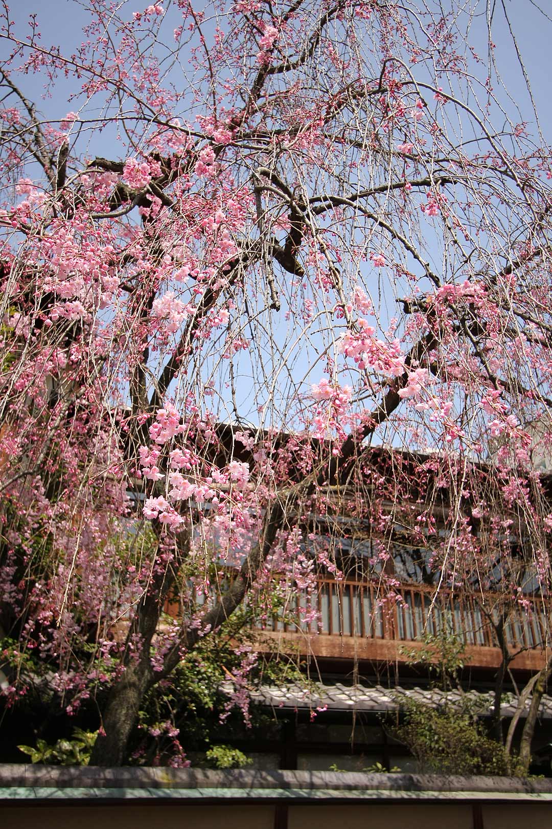 祇園 桜_a0003166_2230432.jpg