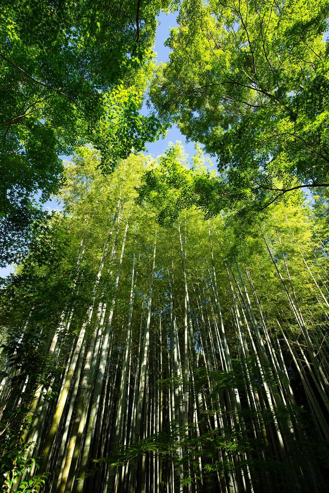 圓光寺_a0003166_22310782.jpg
