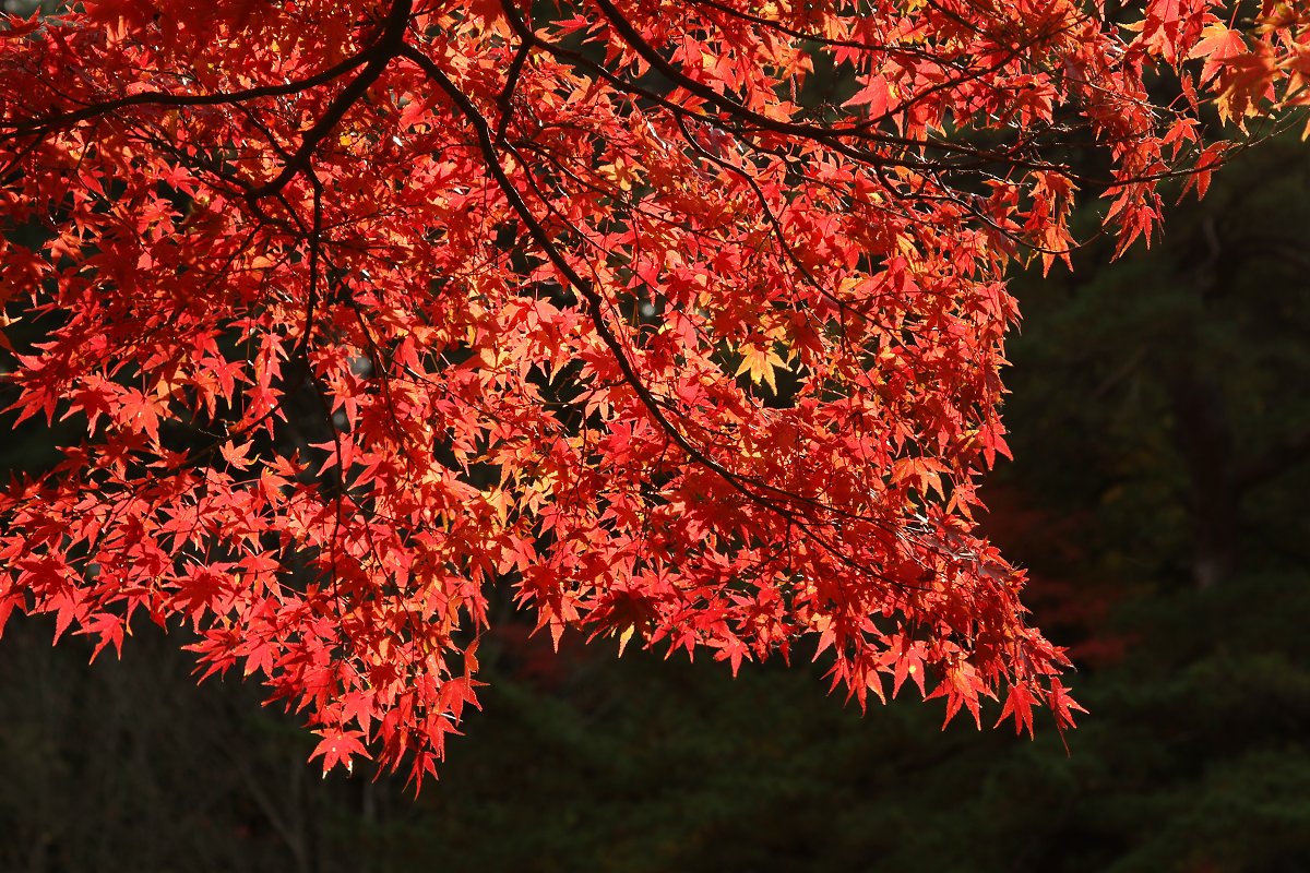 もみじ　（神戸市立森林植物園）_a0003166_223147.jpg